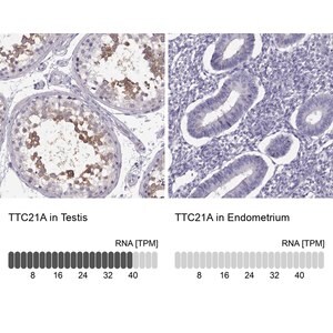 Merck Anti-TTC21A antibody produced in rabbit
