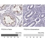 Merck Anti-TTC21A antibody produced in rabbit