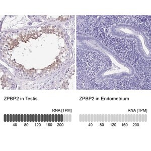 Merck Anti-ZPBP2 antibody produced in rabbit