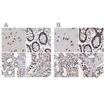 Merck Anti-SCAF8 antibody produced in rabbit