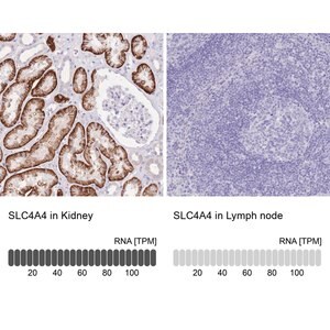 Merck Anti-SLC4A4 antibody produced in rabbit
