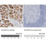 Merck Anti-SLC22A13 antibody produced in rabbit