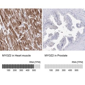 Merck Anti-MYOZ2 antibody produced in rabbit