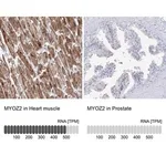 Merck Anti-MYOZ2 antibody produced in rabbit