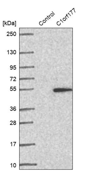 Merck Anti-LEXM antibody produced in rabbit
