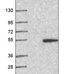 Merck Anti-LEXM antibody produced in rabbit