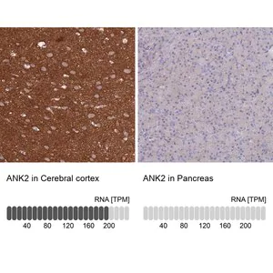 Merck Anti-ANK2 antibody produced in rabbit