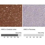 Merck Anti-ANK2 antibody produced in rabbit