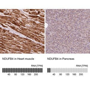 Merck Anti-NDUFB4 antibody produced in rabbit