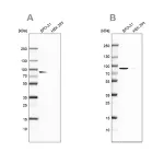 Merck Anti-DPP3 antibody produced in rabbit