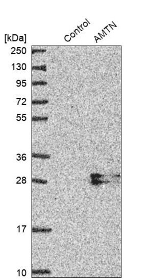 Merck Anti-AMTN antibody produced in rabbit