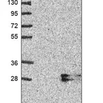 Merck Anti-AMTN antibody produced in rabbit