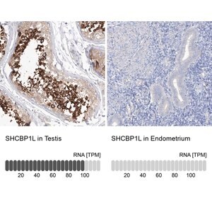Merck Anti-SHCBP1L antibody produced in rabbit