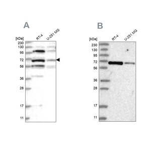 Merck Anti-HOMEZ antibody produced in rabbit