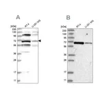 Merck Anti-HOMEZ antibody produced in rabbit