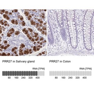 Merck Anti-PRR27 antibody produced in rabbit