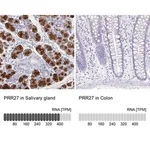 Merck Anti-PRR27 antibody produced in rabbit