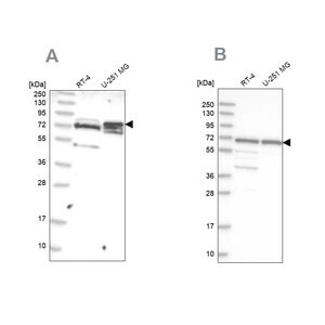 Merck Anti-GNL3L antibody produced in rabbit