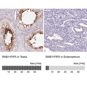 Merck Anti-RAB11FIP5 antibody produced in rabbit