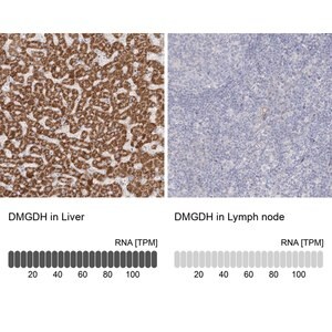 Merck Anti-DMGDH antibody produced in rabbit