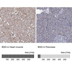 Merck Anti-BSG antibody produced in rabbit