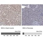 Merck Anti-BSG antibody produced in rabbit