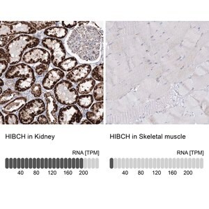 Merck Anti-HIBCH antibody produced in rabbit