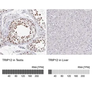 Merck Anti-TRIP12 antibody produced in rabbit