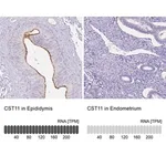 Merck Anti-CST11 antibody produced in rabbit