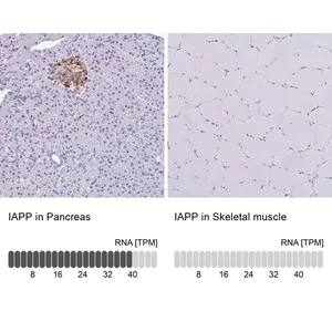 Merck Anti-IAPP antibody produced in rabbit