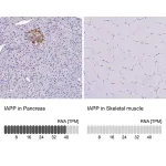 Merck Anti-IAPP antibody produced in rabbit