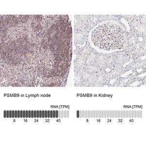 Merck Anti-PSMB9 antibody produced in rabbit