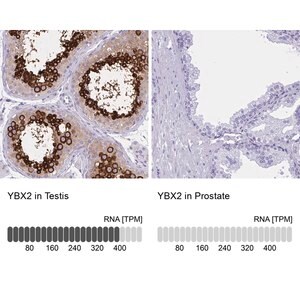 Merck Anti-YBX2 antibody produced in rabbit