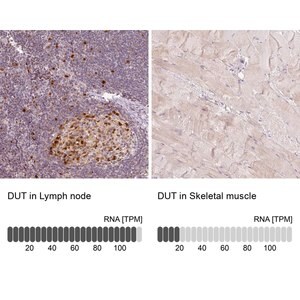 Merck Anti-DUT antibody produced in rabbit