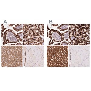 Merck Anti-PCK2 antibody produced in rabbit