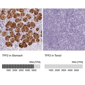 Merck Anti-TFF2 antibody produced in rabbit