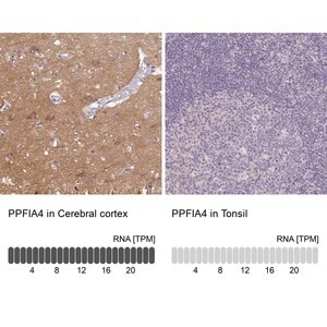 Merck Anti-PPFIA4 antibody produced in rabbit