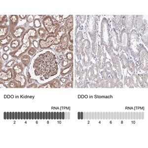 Merck Anti-DDO antibody produced in rabbit