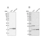 Merck Anti-CGGBP1 antibody produced in rabbit