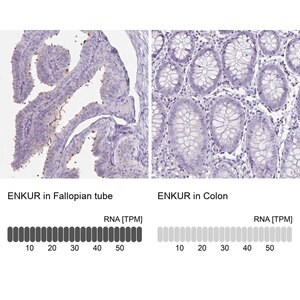 Merck Anti-ENKUR antibody produced in rabbit