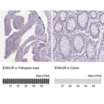 Merck Anti-ENKUR antibody produced in rabbit