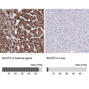 Merck Anti-BCAT2 antibody produced in rabbit