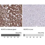 Merck Anti-BCAT2 antibody produced in rabbit