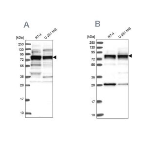 Merck Anti-LSG1 antibody produced in rabbit