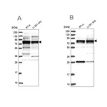 Merck Anti-LSG1 antibody produced in rabbit