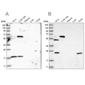 Merck Anti-PYROXD2 antibody produced in rabbit