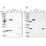 Merck Anti-PYROXD2 antibody produced in rabbit