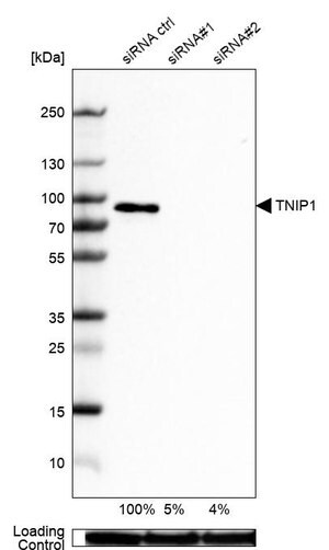 Merck Anti-TNIP1 antibody produced in rabbit