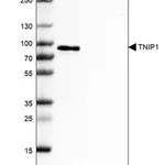 Merck Anti-TNIP1 antibody produced in rabbit