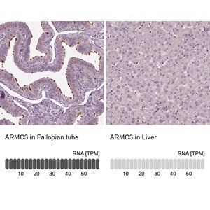 Merck Anti-ARMC3 antibody produced in rabbit